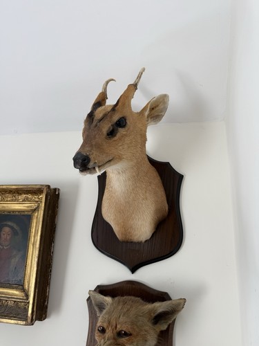 Muntjac deer taxidermy - muntjac,