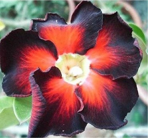 Adenium obesum desert - adenium, obesum,desert