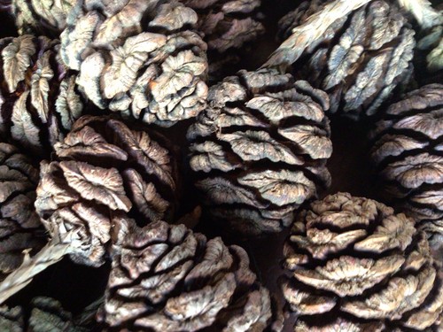 Giant redwood cones - giant,