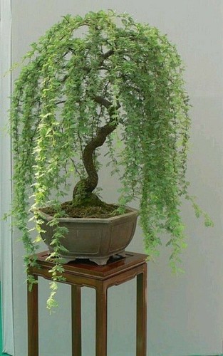 Bonsai green weeping - bonsai, willow