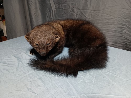 Large fisher cat taxidermy - large,