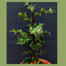 Holly tree native fully rooted