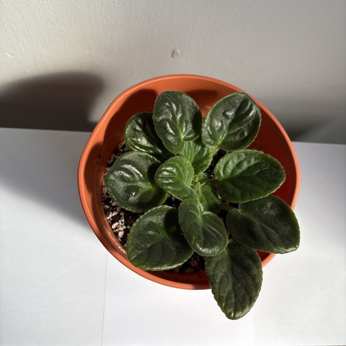 African violet saintpaulia - african,