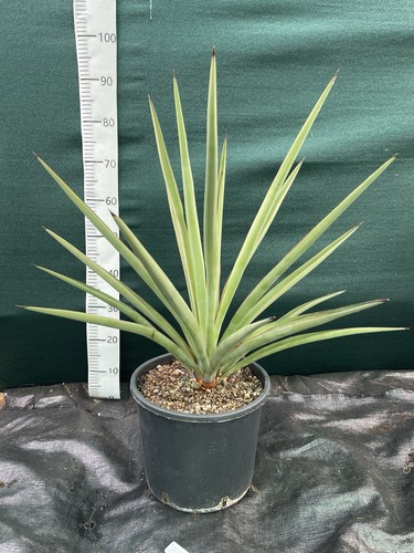 Yucca torreyi litre - yucca,