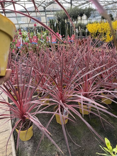 Cordyline charlie boy - cordyline, ‘charlie