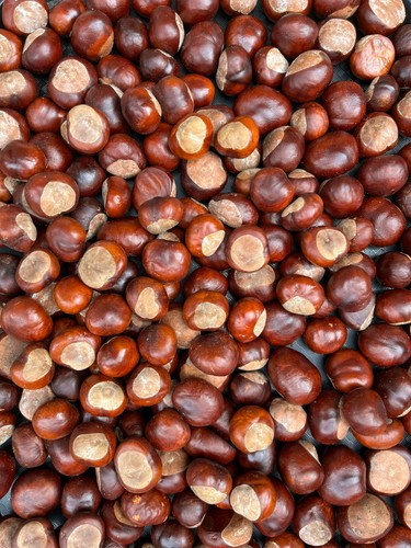 5kg conkers bulk - conkers,