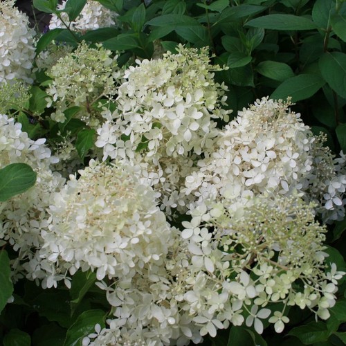 Hydrangea phantom large - phantom,