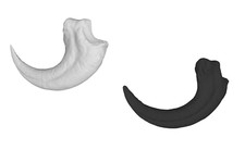 Velociraptor Claw Model