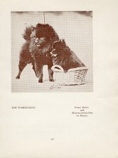 POMERANIAN OLD VINTAGE 1934 NAMED DOG SEPIA PRINT PAGE
