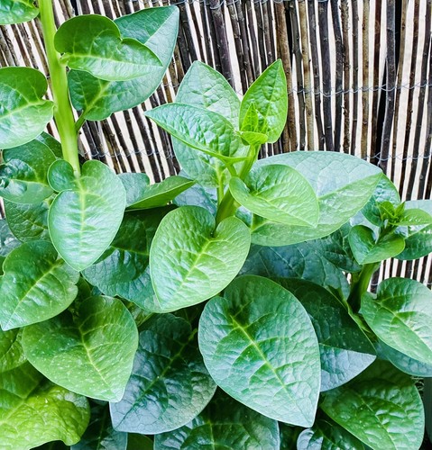 Big leaf green malabar - leaf,