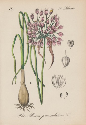 Panicle leek allium - panicle, (allium
