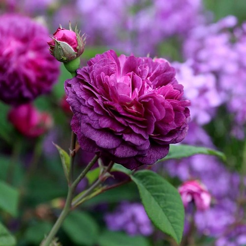 Cardinal richelieu rose - richelieu,