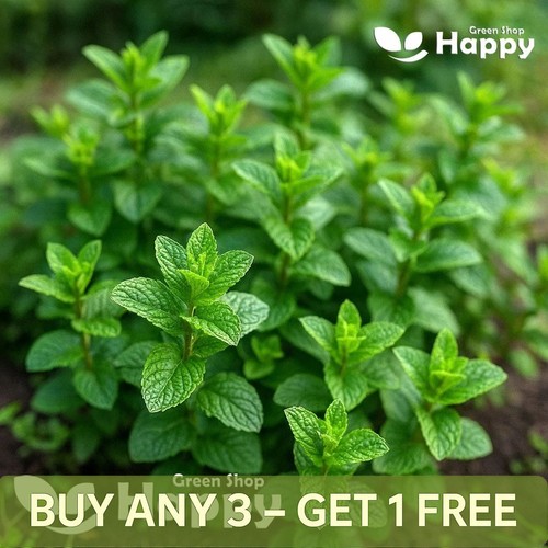 Herb mint 1200 seeds - 1200,