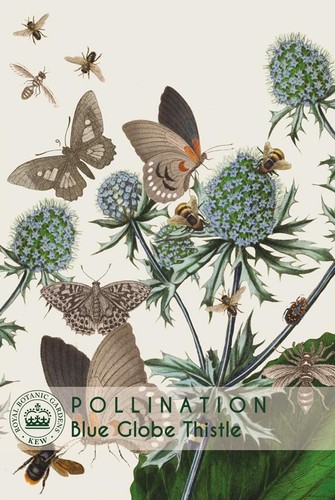 Thompson morgan kew - thompson,