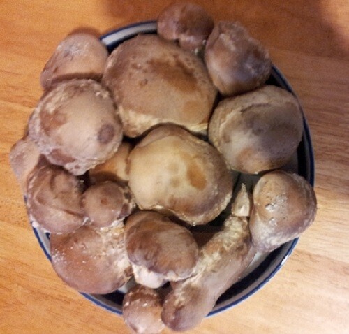 Shiitake mushroom spores - ,