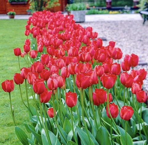 Giant red impression - giant,