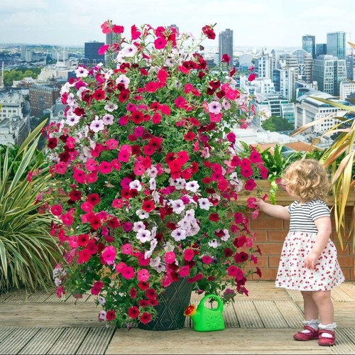 Petunia tidal wave red - petunia, velour
