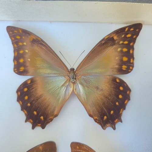 Morpho amphitryon telemachus - amphitryon,