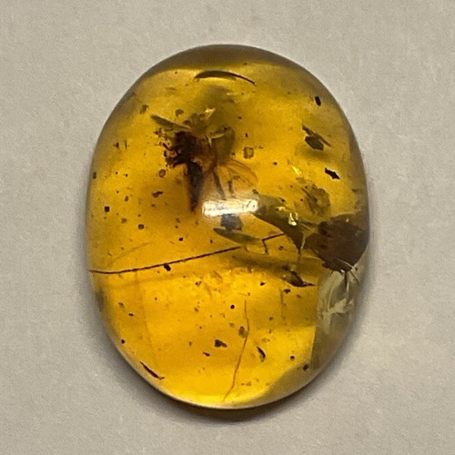 Amber fossil with - amber,