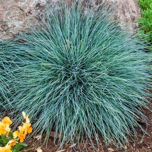 Festuca glauca blue fescue - 5x,