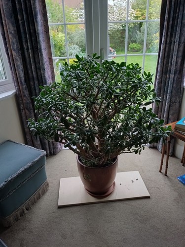 Hugh year old jade - 30, plant