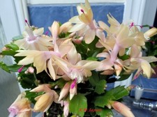 Schlumbergera  Limelight Dancer rooted plant?????