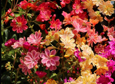 Lewisia cotyledon Sunset Mixed