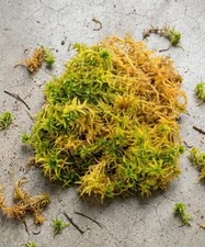 Irish Sphagnum Moss,  3