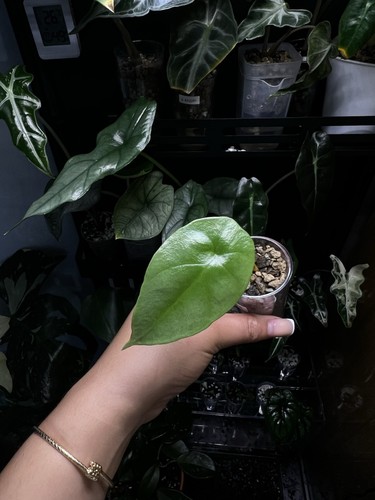 Alocasia sinuata juvenile - sinuata,