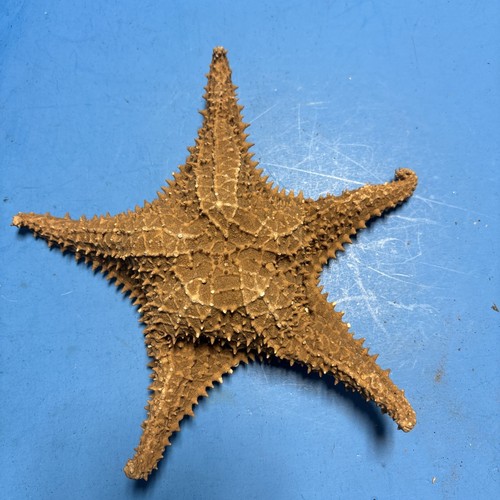 Dried large starfish - dried,