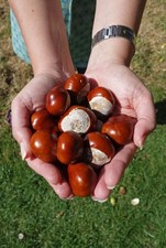25 Fresh Conkers/Horse Chestnuts/Spider Repellent/Crafts/Natural Detergent