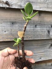 Rooted jade money plant - money,