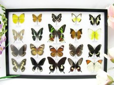 20 beautiful butterfly butterflies in showcase - framed - real - - A-20-madam-04