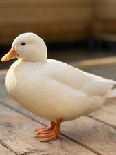 6+ High Quality Call Duck