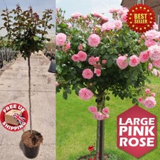 Large 4 - 5 ft tall Standard