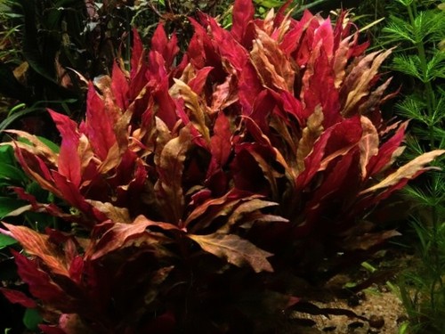 Alternanthera cardinalis live - cardinalis,