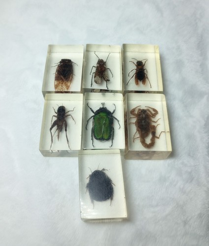 Insect entomology lucite resin - insect,