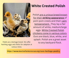 Polish hatching eggs white - polish,