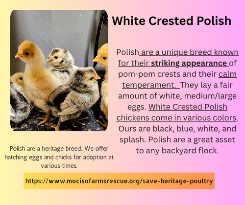 Polish hatching eggs white - hatching,
