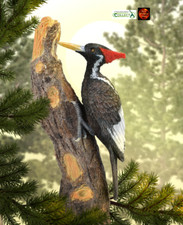 Ivory Billed Woodpecker Bird
