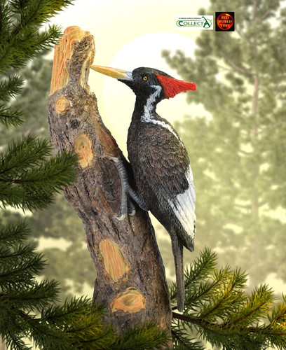 Ivory billed woodpecker bird - billed,