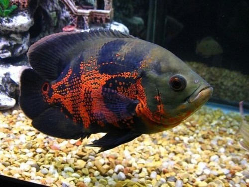 Oscar red tiger - -, size