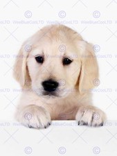PUPPY BABY GOLDEN RETRIEVER DOG PET PHOTO ART PRINT POSTER PICTURE BMP147B