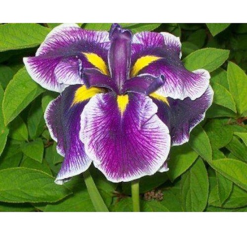 Iris ensata crystal halo - ensata, halo'
