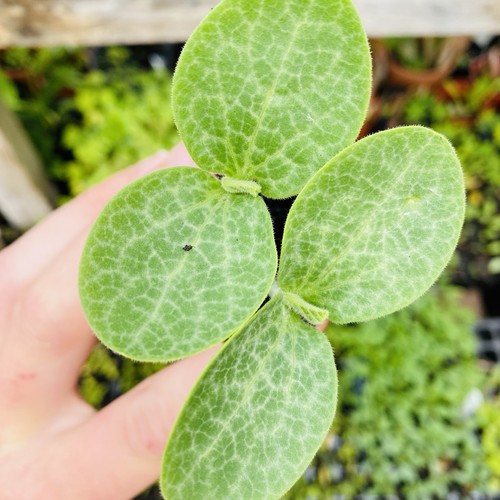Gills golden pippin squash - gills,