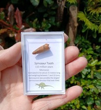 Fossil Spinosaur tooth Fossil