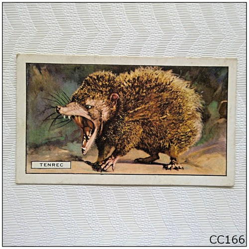 Gallaher wild animals 16 - gallaher,
