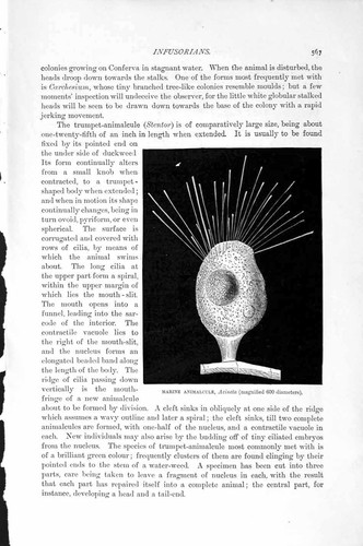 Original old antique print - old,