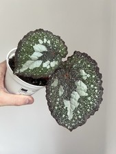 Begonia Super Universe -