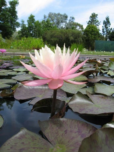 Peach cream water - lily,